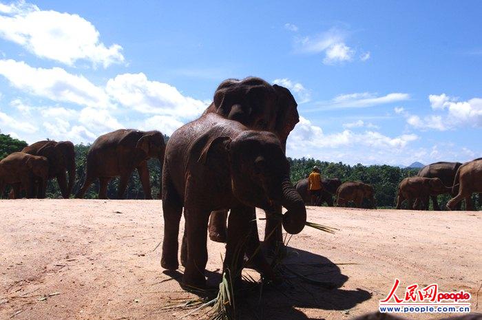 广西崇左白头叶猴国家级自然保护区发现候选新种(图1)