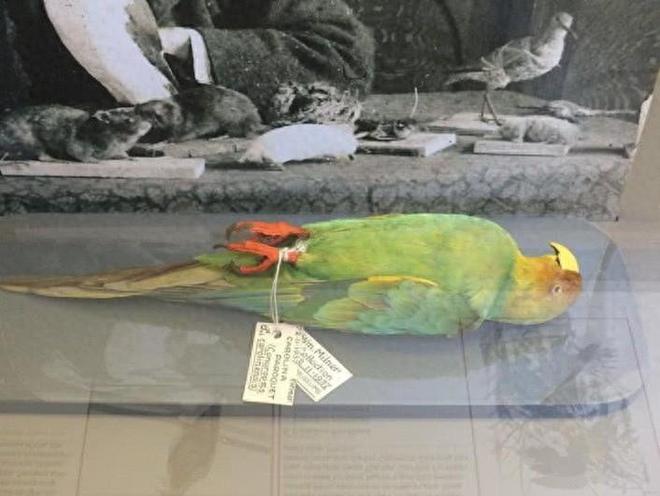 可能复活的七大灭绝动物剑齿虎猛犸象在列最快2025年重返世界(图1)