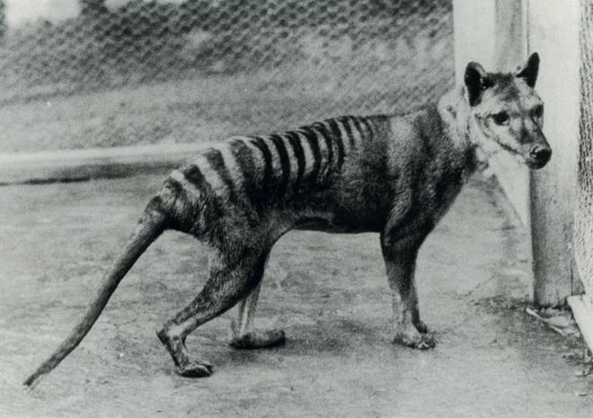 可能复活的七大灭绝动物剑齿虎猛犸象在列最快2025年重返世界(图8)