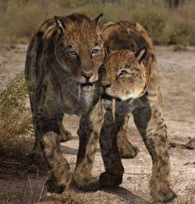 可能复活的七大灭绝动物剑齿虎猛犸象在列最快2025年重返世界(图10)