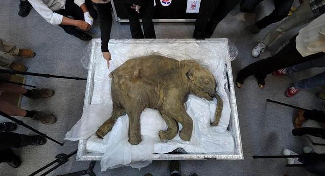 可能复活的七大灭绝动物剑齿虎猛犸象在列最快2025年重返世界(图12)