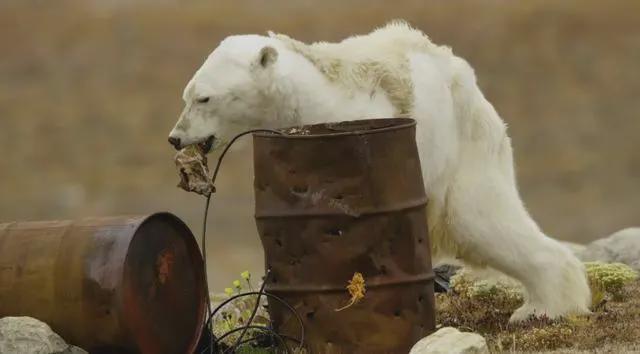 地球第六次生物大灭绝来了？WWF：野生动物50年灾难性减少73%(图3)