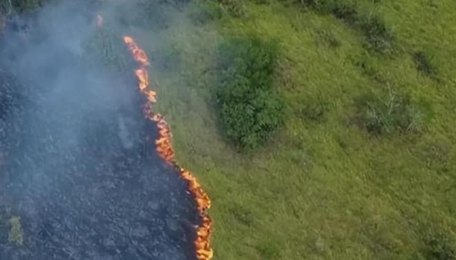 地球第六次生物大灭绝来了？WWF：野生动物50年灾难性减少73%(图10)