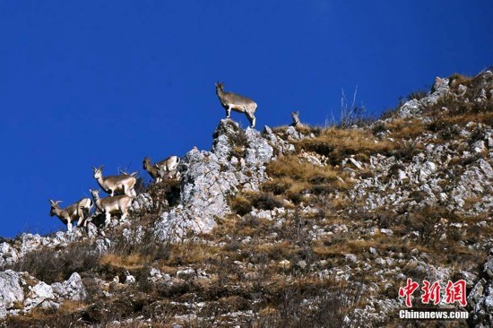 鏍床鈥滅埍楦熷懆鈥濇椿鍔ㄥ惎鍔？涓€鎵归噹鐢熷姩鐗╂斁褰掍節閮庡北(图1)