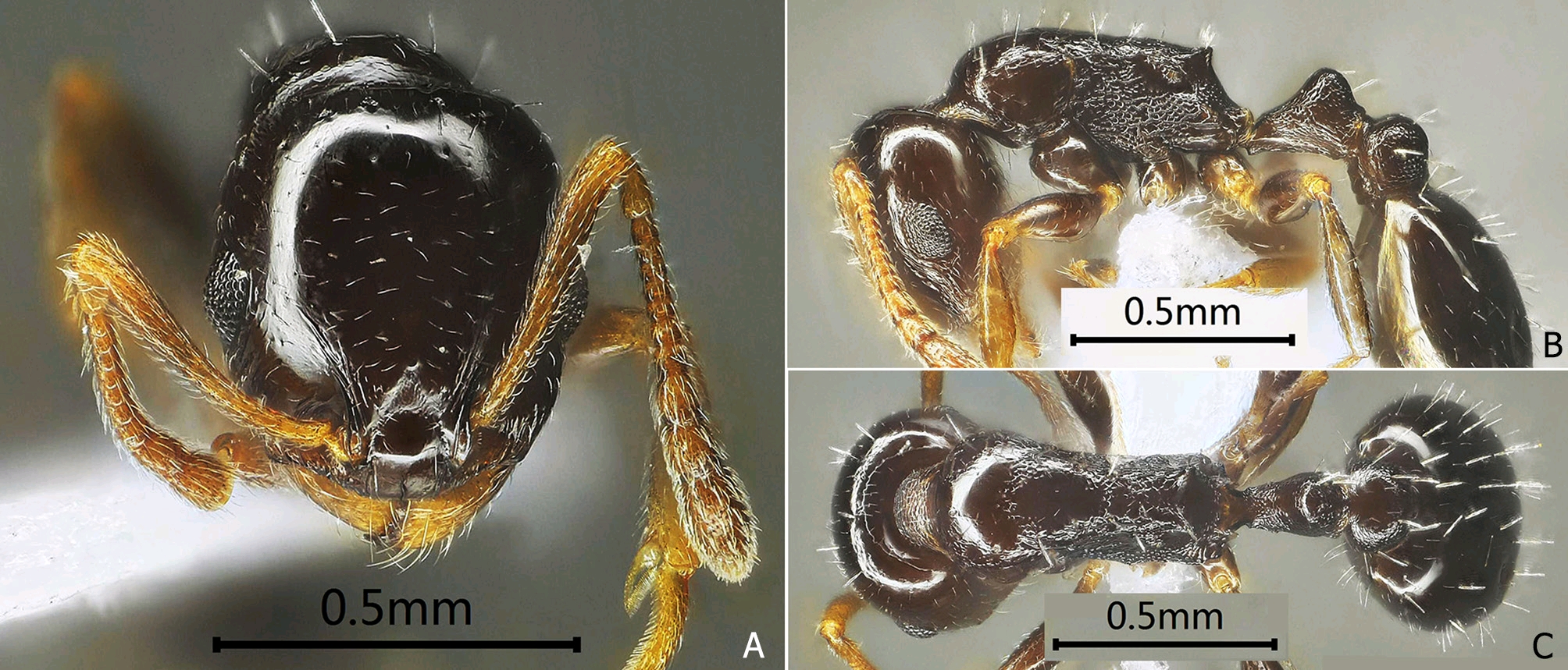 智元再“分家” ！四足机器人业务单干 要以AGI定义“新物种”(图1)