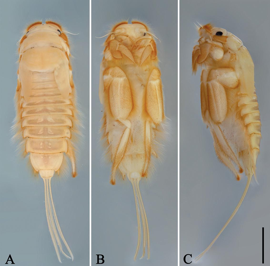 发现新记录物种超1000种 近40年最全面苍山综合科考成果发布(图1)