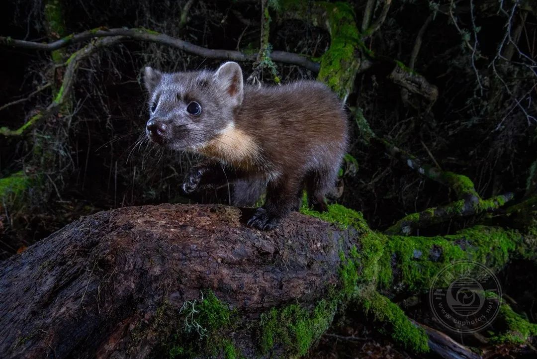 辽东湾海域斑海豹种群数量已恢复至2000只以上