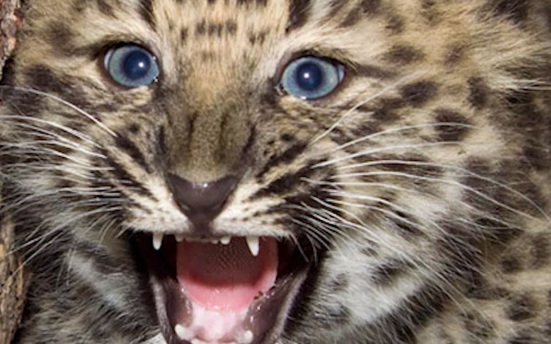 全球仅剩20只！科学家发现极其罕见新物种正处于灭绝边缘(图1)