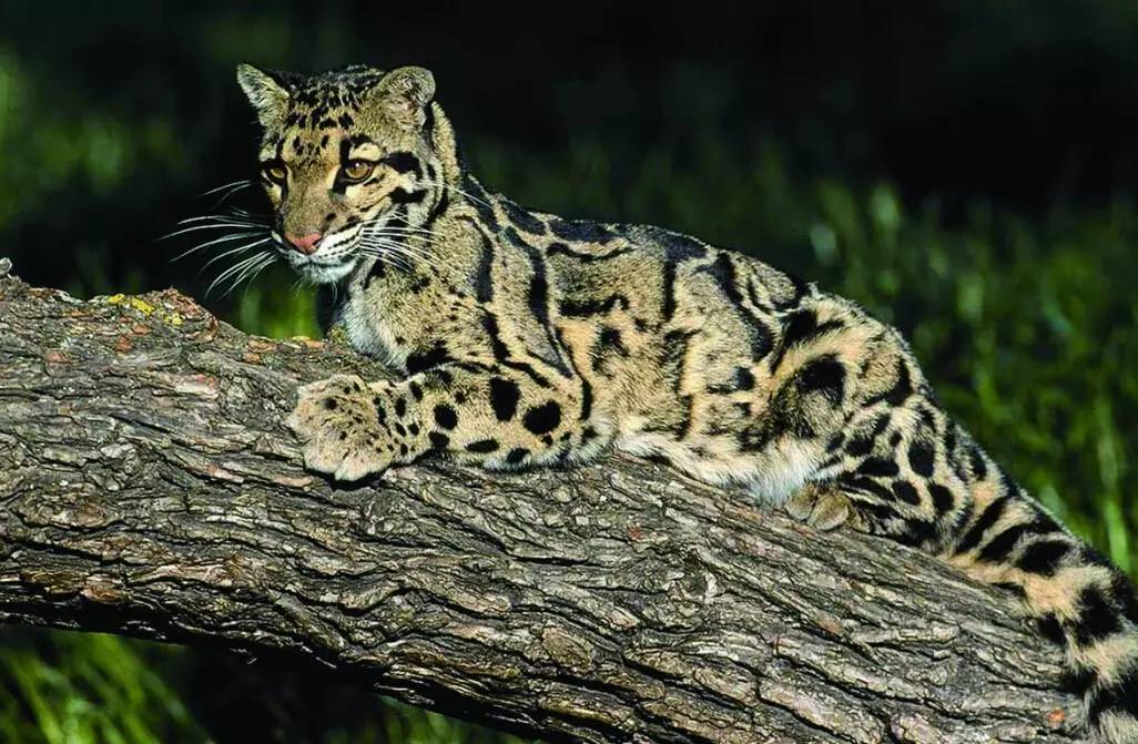 川金丝猴——高山上的金色精灵(图1)