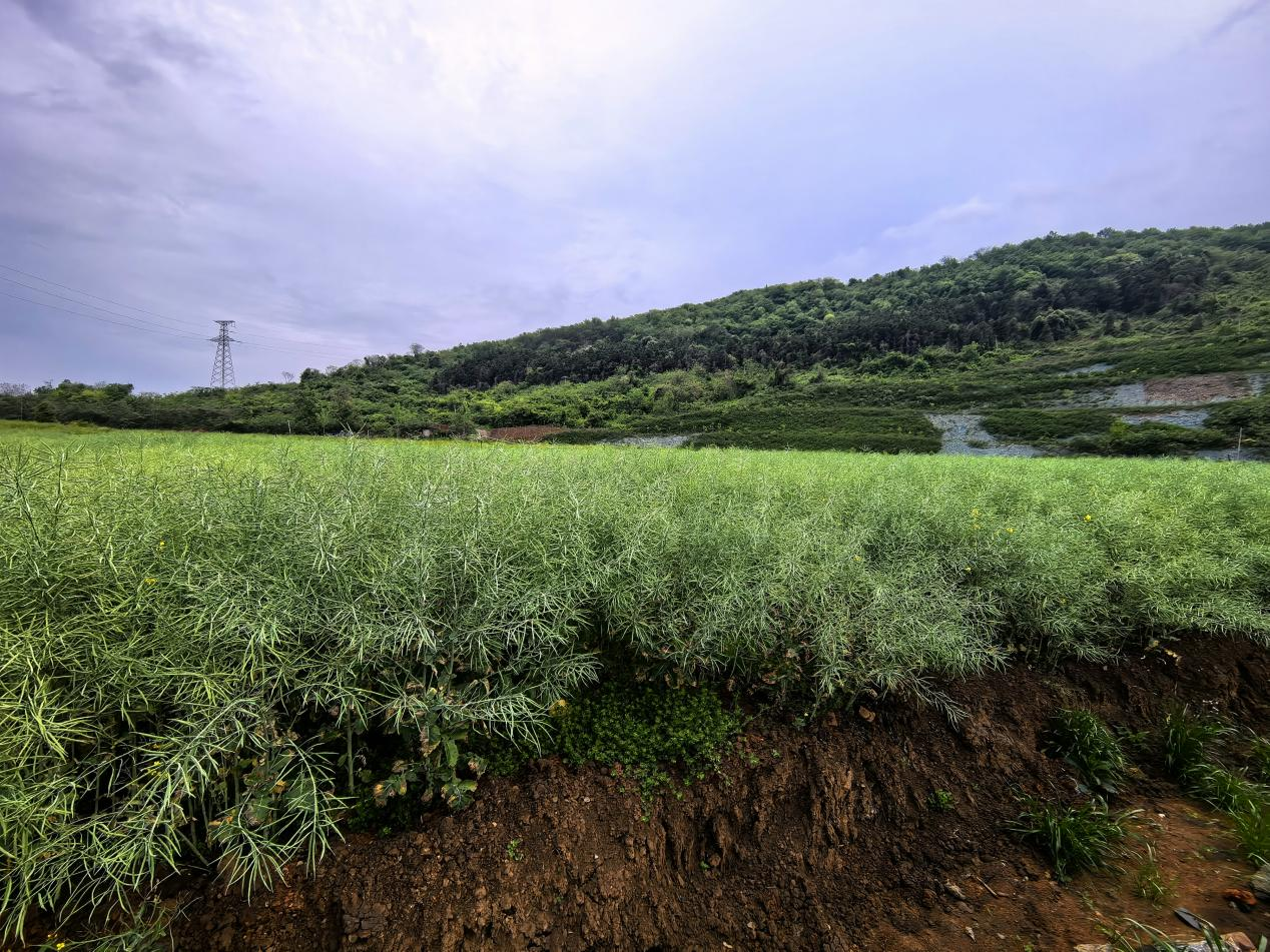 湖北省“人与自然和谐共生”见闻录(图2)