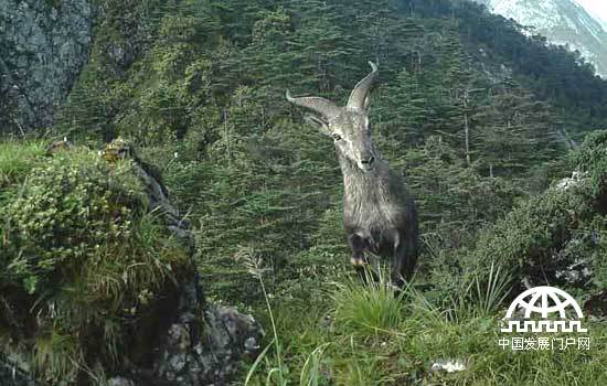 北京陆生野生动物增至625种 “观鸟热”印证生态向好(图1)