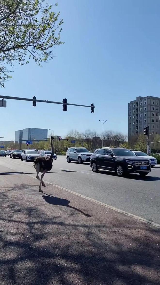 “警察同志鸵鸟能上机动车道吗？”
