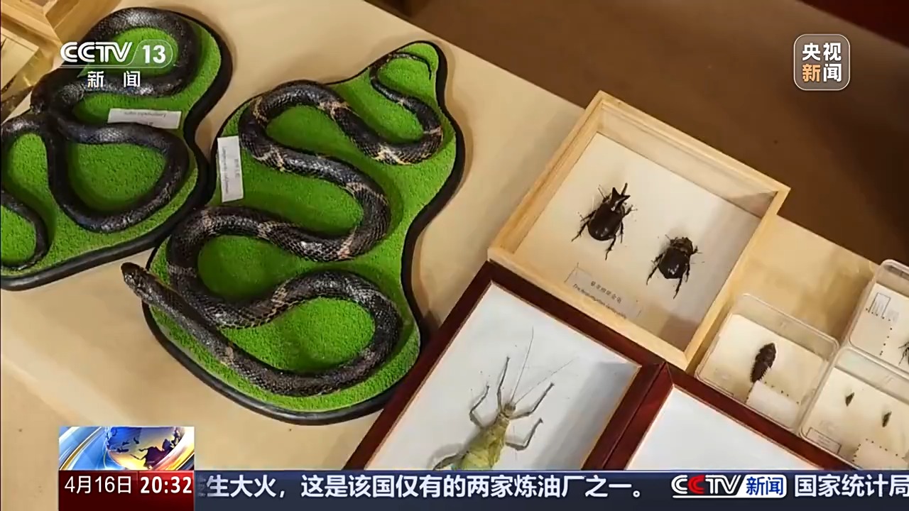 六部门联合发布管控名录 外来物种为何暗藏风险？(图2)