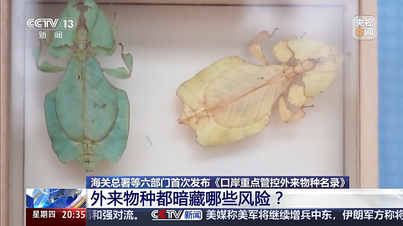 六部门联合发布管控名录 外来物种为何暗藏风险？(图4)
