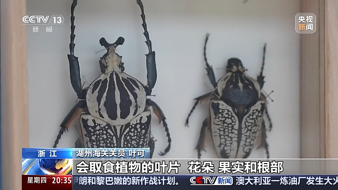 六部门联合发布管控名录 外来物种为何暗藏风险？(图6)