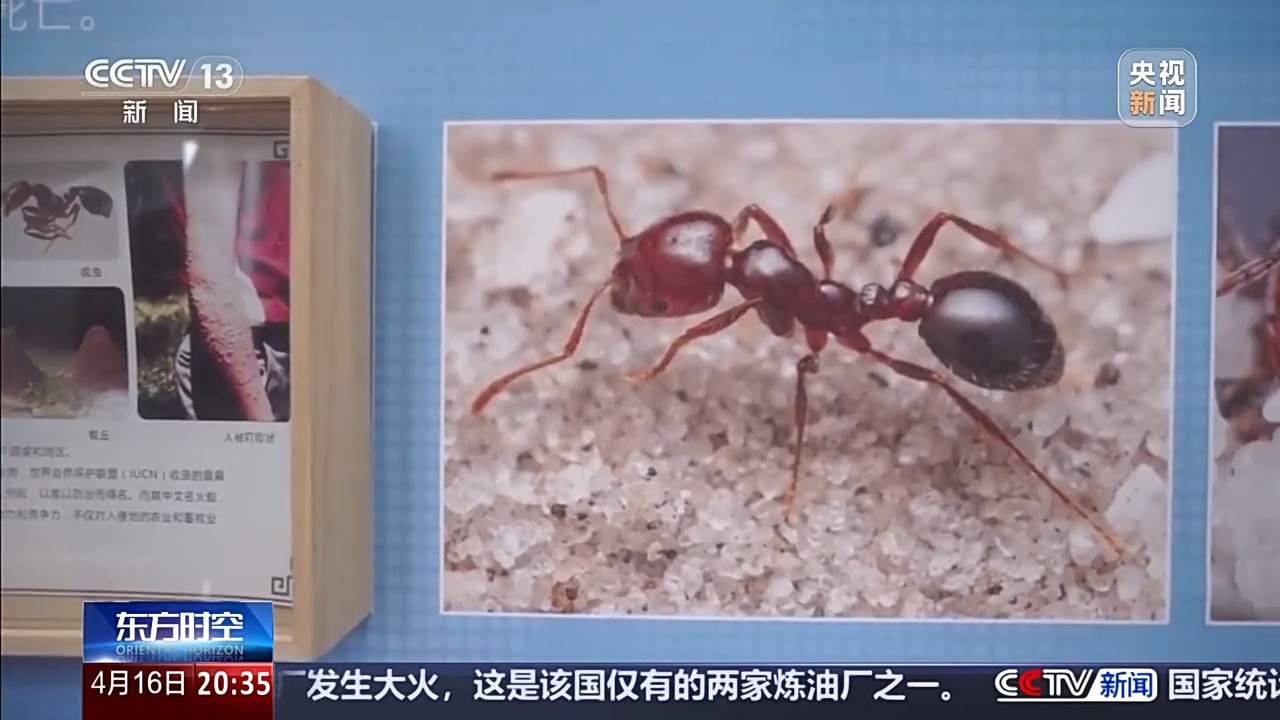 六部门联合发布管控名录 外来物种为何暗藏风险？(图7)
