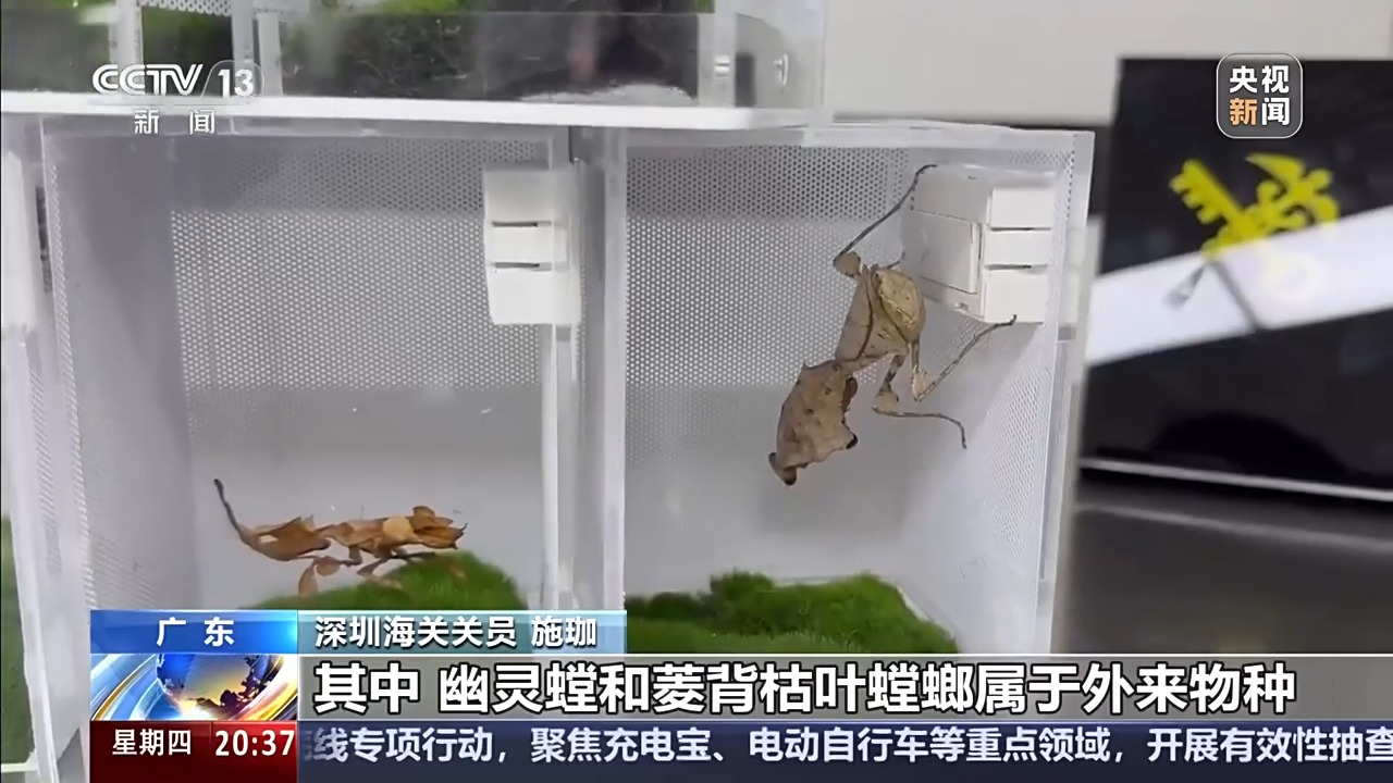 六部门联合发布管控名录 外来物种为何暗藏风险？(图9)