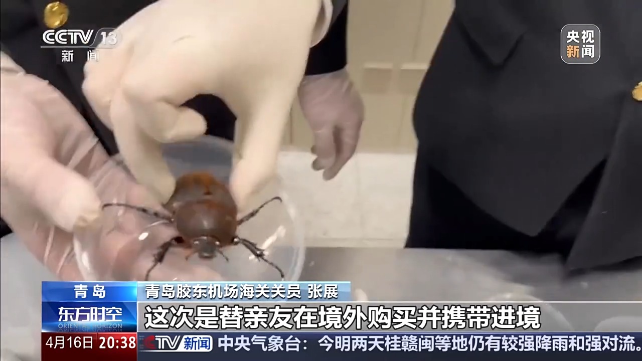 六部门联合发布管控名录 外来物种为何暗藏风险？(图11)