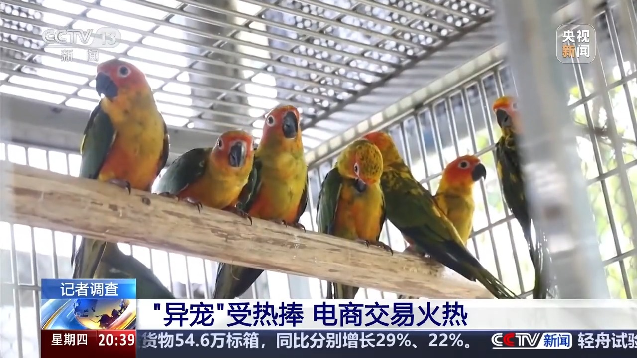 六部门联合发布管控名录 外来物种为何暗藏风险？(图13)