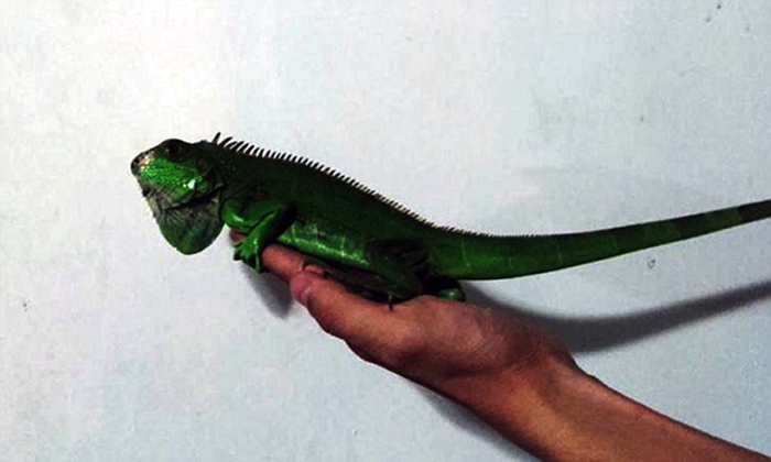 “包租公”巨亏更名：伟禄集团跨界“对赌”(图1)