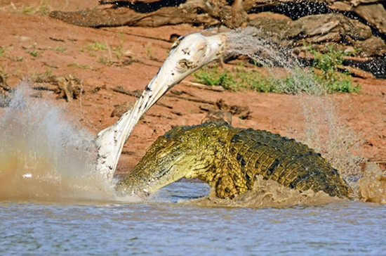 平潭：水生野生动物保护利用领域省级审批事项就近办(图1)