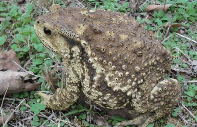复兴岛江心秘境将迎首秀 首届音乐节五一举办(图1)
