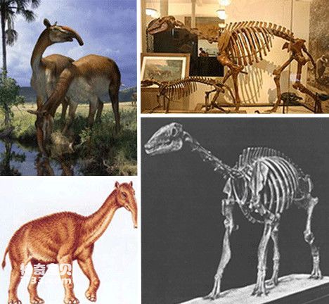 归来！卷羽鹈鹕再现沙河水库(图1)