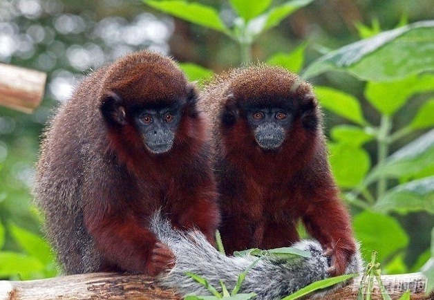 生态学泰斗保罗·埃利希逝世！《人口炸弹》作者、协同演化创立者(图1)