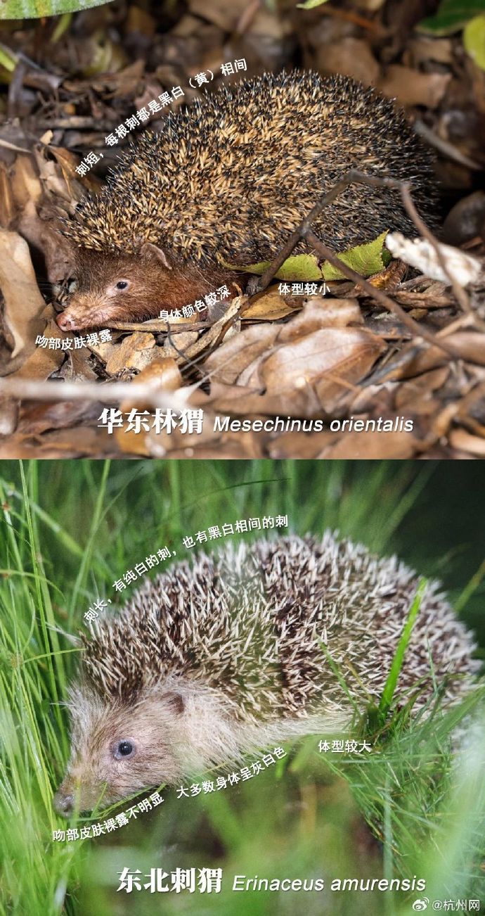 上海野生动物园上新：熊猫“小姨”、非洲象“千金”都亮相了(图1)