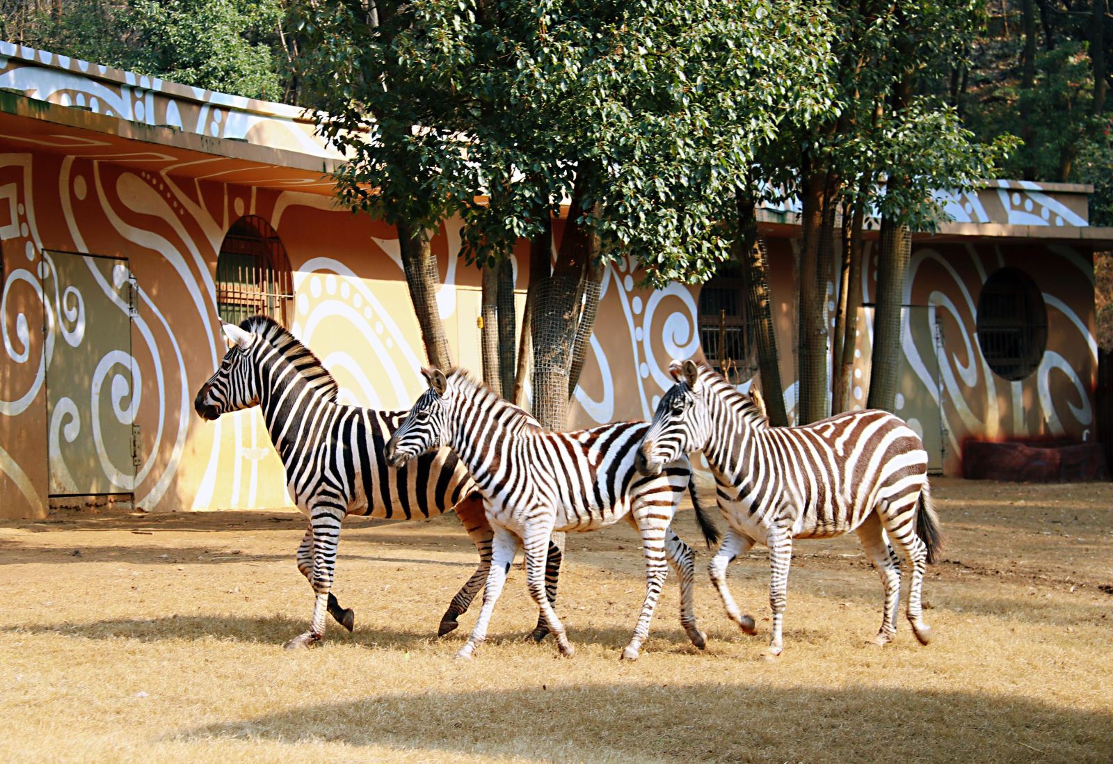 野生动植物保护日的日期(图1)