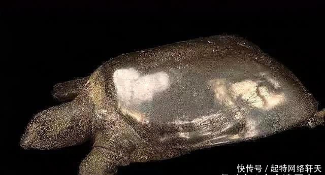 全球都不足千只的动物在大兴安岭出现(图1)