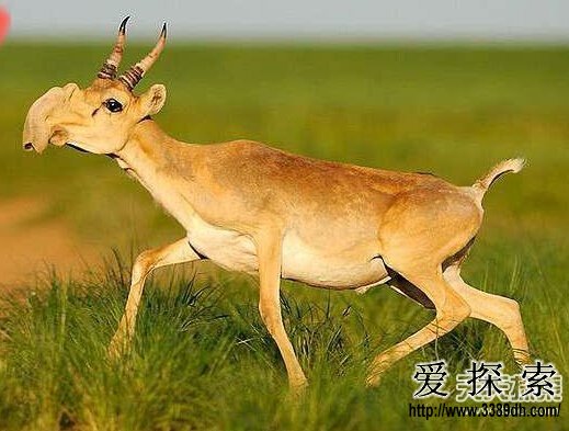 素羽凝霜 鹤影翩跹(图1)