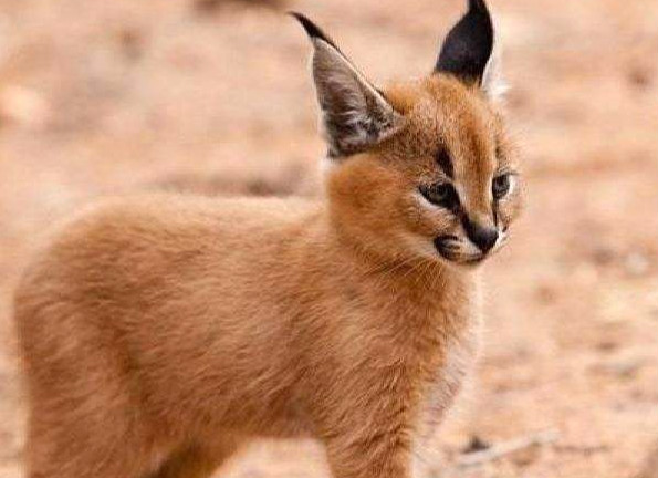 高压铁塔上的“空中产房”(图1)