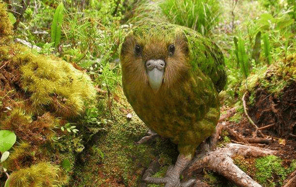 四姑娘山正式授牌！我国再多一个世界地质公园(图1)