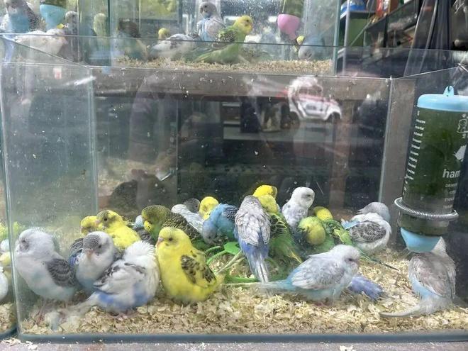 女子养鹦鹉20天感染寄生虫辗转3家医院才确诊！专家：定期驱虫避免过度亲密接触(图3)
