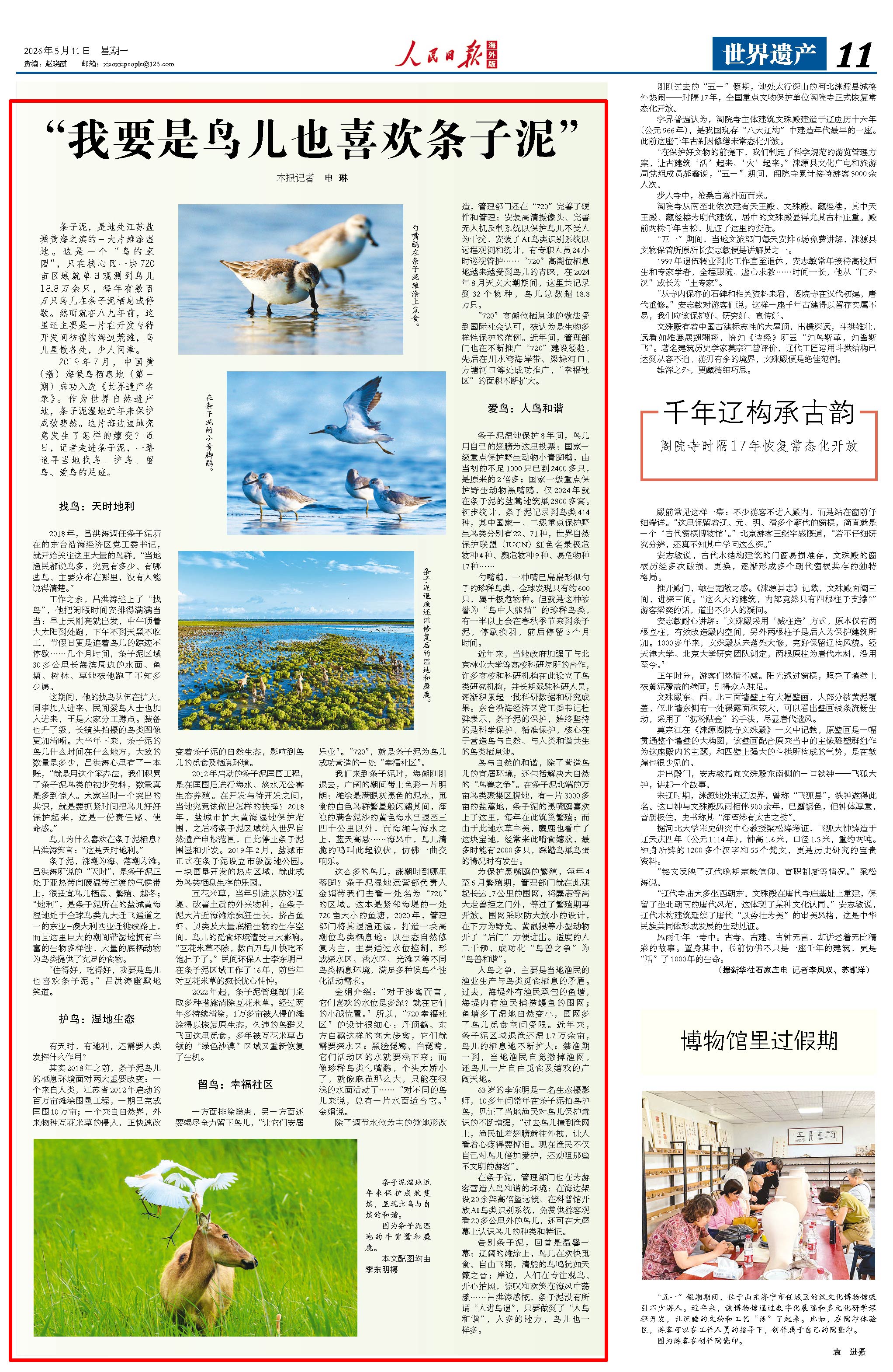 人民日报海外版｜“我要是鸟儿也喜欢条子泥”(图1)