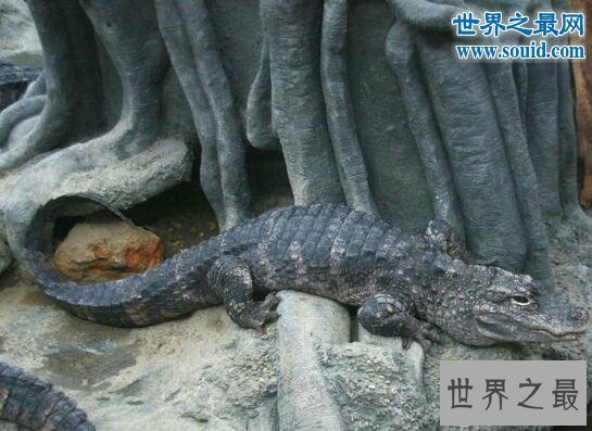 爪哇犀牛：濒危巨兽的生存挑战与保护希望(图1)