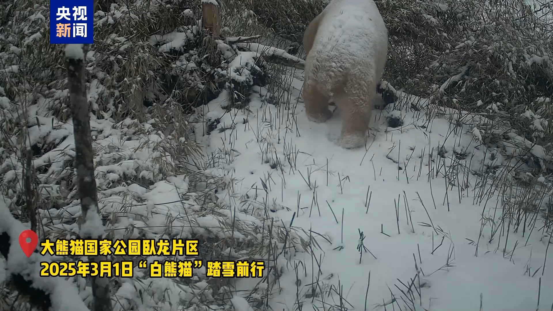 野生白色大熊猫再度“出镜”时隔数年状态良好(图1)