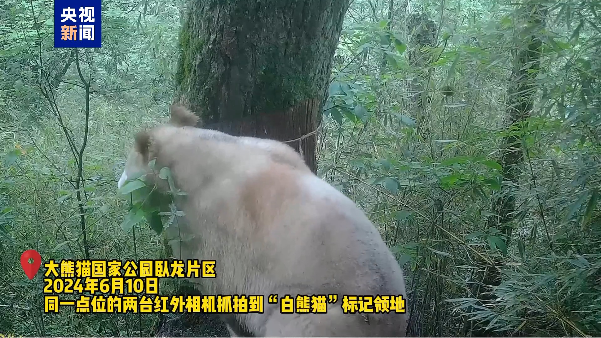 野生白色大熊猫再度“出镜”时隔数年状态良好(图2)