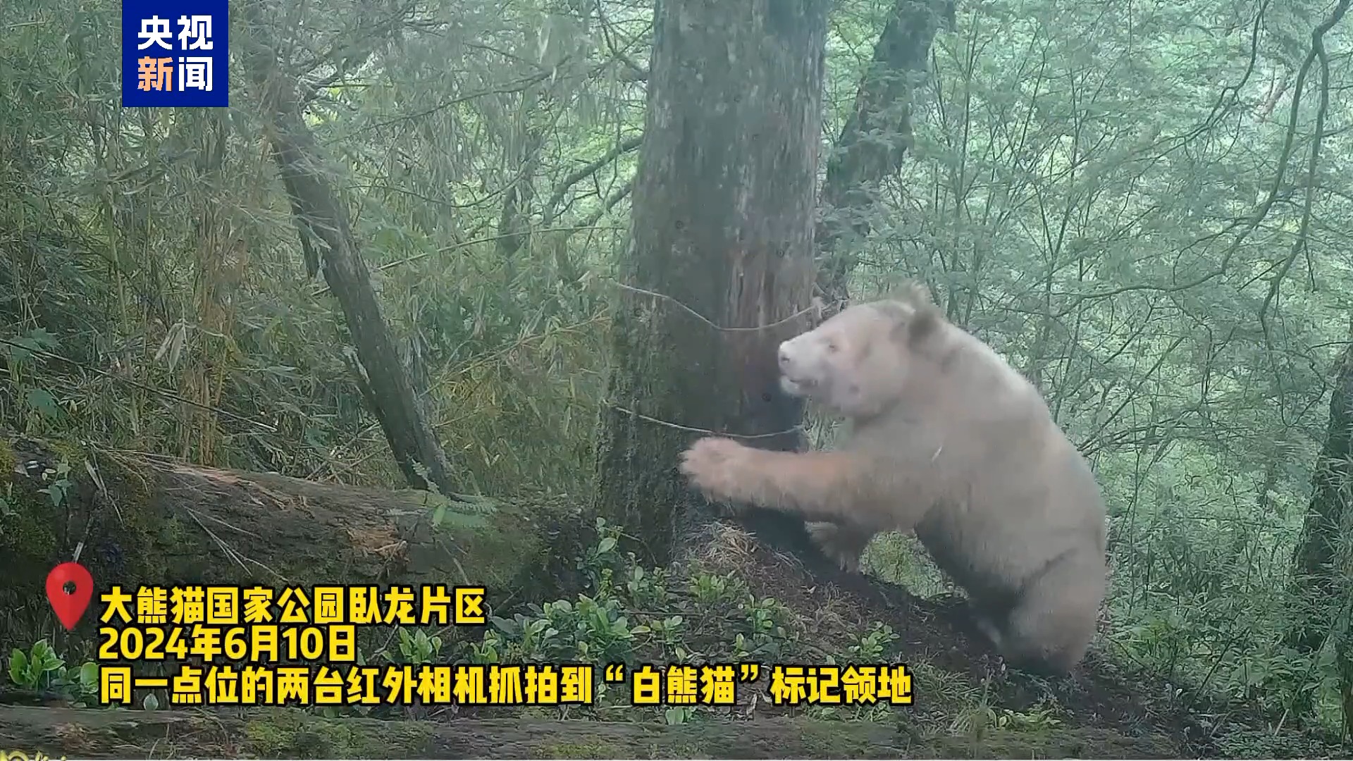 野生白色大熊猫再度“出镜”时隔数年状态良好(图3)
