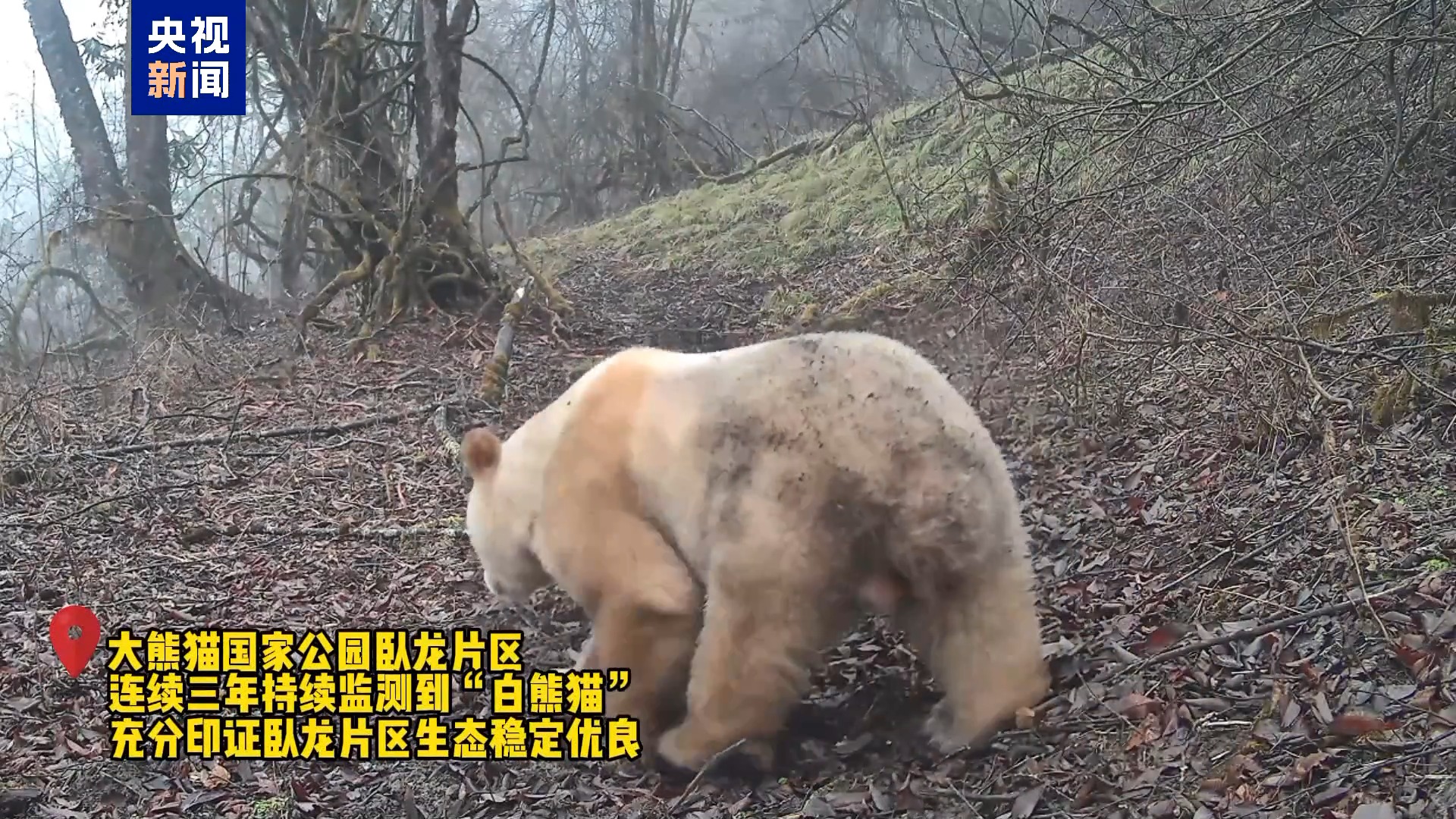 野生白色大熊猫再度“出镜”时隔数年状态良好(图4)