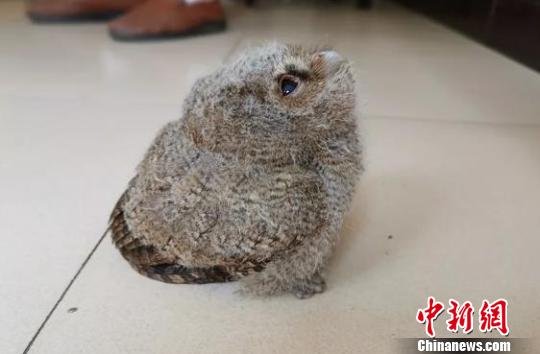 被预言20年内灭绝！云南绥江首现国宝鸟我国耗时多年逆天翻盘(图1)