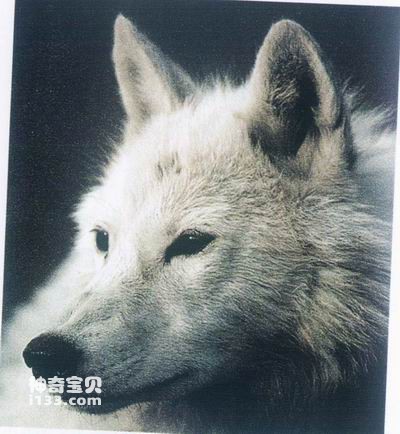 1件就犯法！黄山男子网售醒狮文玩竟是国宝动物头骨价值16万(图1)