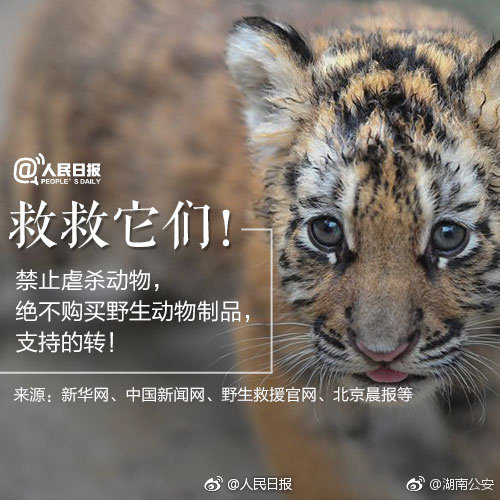 青海珍稀野生动物种群数量稳步回升(图1)
