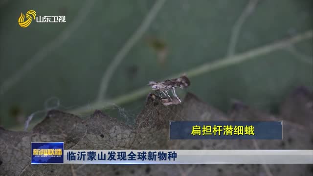 泉州再添新物种戴云山发现白额燕尾野生种群(图1)