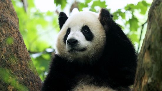 黄龙自然保护地生物多样性保护获《人民日报》关注报道(图1)