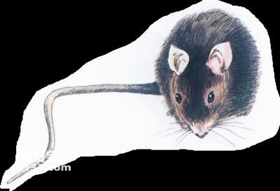 海岛生物多样性保护的“舟山样本”(图1)