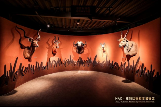 非洲动物标本博物馆在京正式开馆再添文旅打卡新地标(图2)
