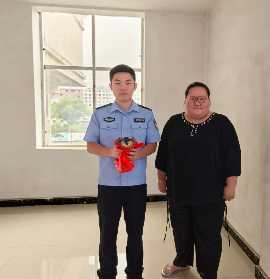 上高县成功救助国家二级保护动物燕隼(图2)