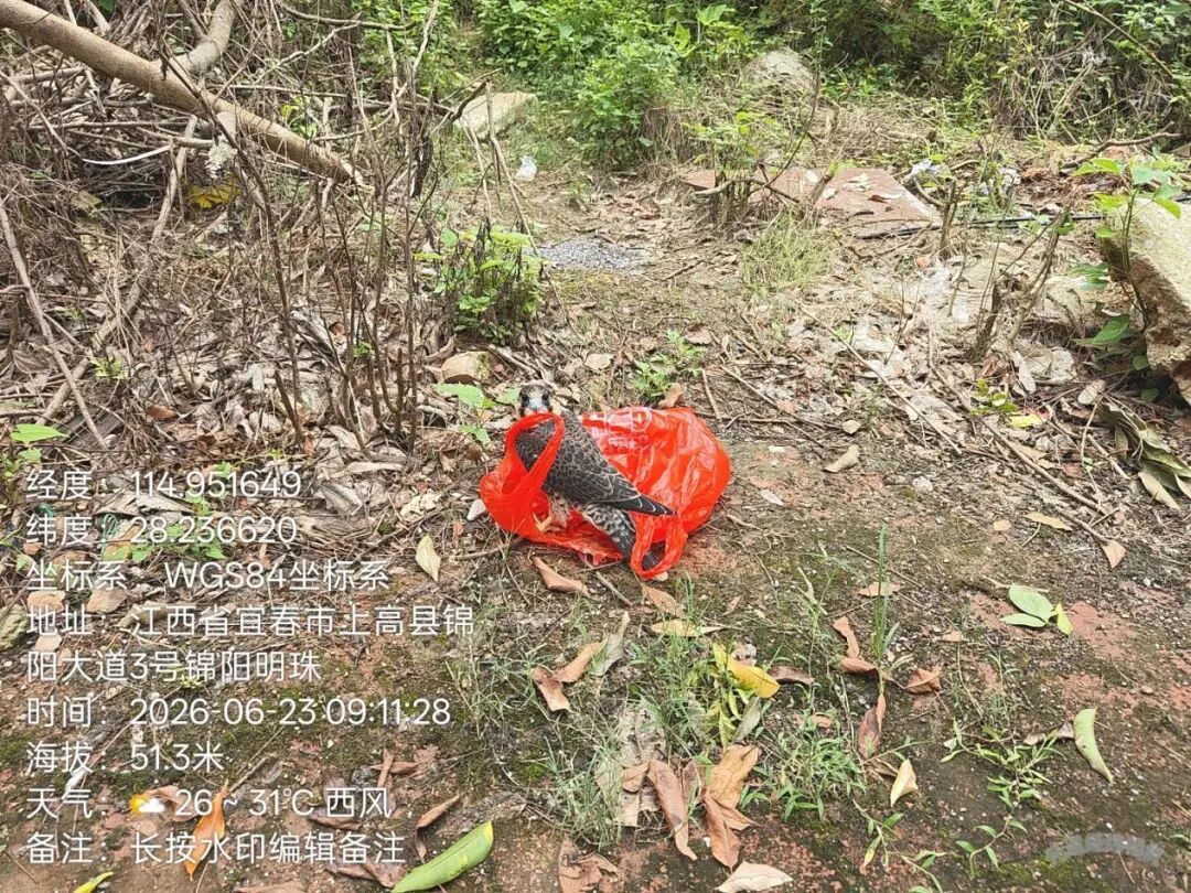 上高县成功救助国家二级保护动物燕隼(图3)